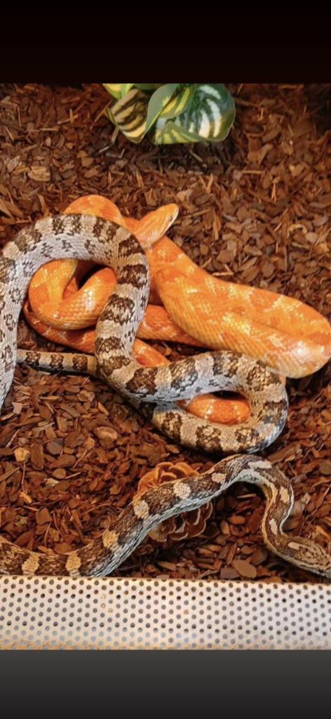 Terrarium en 2 korenslangen, Dieren en Toebehoren, Reptielen en Amfibieën | Toebehoren, Terrarium of Paludarium, Ophalen