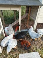 Mooie wyandotte hanen, Dieren en Toebehoren, Pluimvee