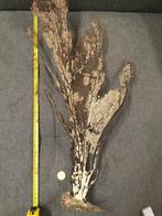 Delta Koraal, Verzamelen, Mineralen en Fossielen, Ophalen of Verzenden, Schelp(en)