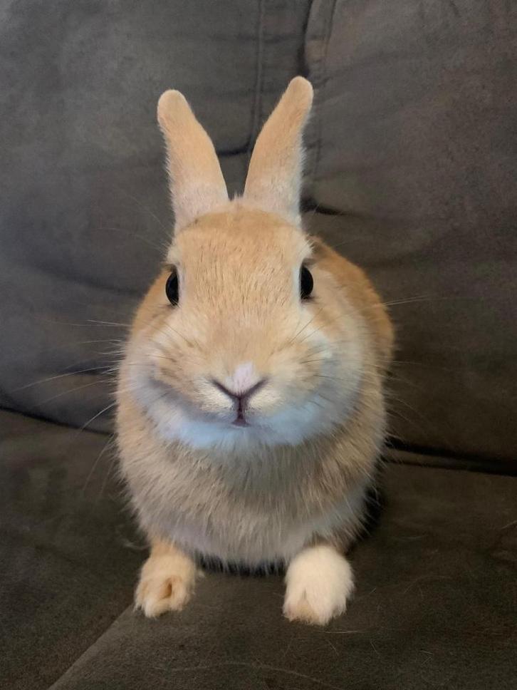 3 dwergkonijntjes, Dieren en Toebehoren, Konijnen, Dwerg, Meerdere dieren, 0 tot 2 jaar