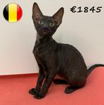 Cornish Rex - kittens te koop, Dieren en Toebehoren, Katten en Kittens | Raskatten | Korthaar, Meerdere dieren, Gechipt, 0 tot 2 jaar