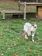 Geit bok, Mannelijk, Geit, 0 tot 2 jaar