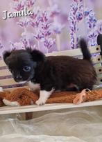 Chihuahua pups, België, Fokker | Hobbymatig, 8 tot 15 weken, CDV (hondenziekte)
