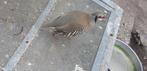indische steenpatrijs in choco kleur 0-1 2021, Dieren en Toebehoren, Vrouwelijk, Tropenvogel, Geringd