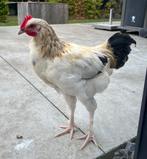 1 tot 4 haantjes, Dieren en Toebehoren, Pluimvee, Mannelijk, Kip