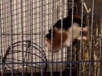 Te koop, Vrouwelijk, Tam, Maart, Cavia