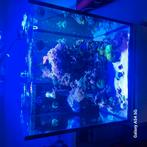 Compleet zeeaquarium met alles in, Dieren en Toebehoren, Ophalen, Zo goed als nieuw