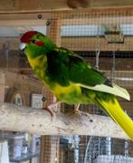 2 Kakariki's (mannen) voorjaar 2025, Mannelijk, Parkiet