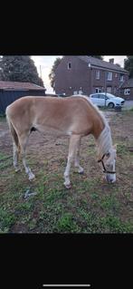 Halflinger hengst Jaarling, Dieren en Toebehoren, Hengst