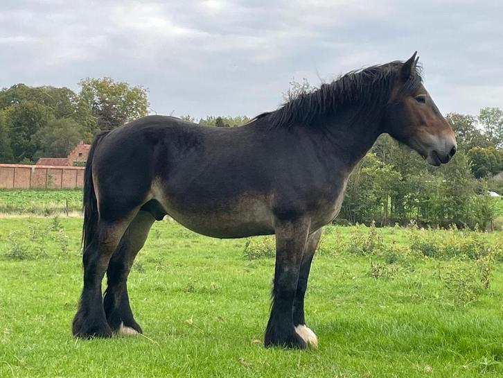 Belgisch trekpaard hengst van 2023, Dieren en Toebehoren, Paarden, Hengst