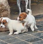 Jack Russell pups, Dieren en Toebehoren, België, Fokker | Hobbymatig, Jack Russell Terriër, Meerdere