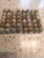 pondeurs colorants araucana/crème legbar/marans 0499/082381, Femelle, Poule ou poulet