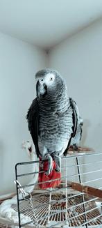 Grijze roodstaart papegaai, Dieren en Toebehoren, Vogels | Parkieten en Papegaaien, Papegaai