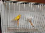 Kanaries, Dieren en Toebehoren, Meerdere dieren, Tropenvogel, Geringd