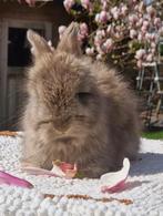 Pinou Anglais Angora, Ophalen, Nieuw, Ren, Konijn