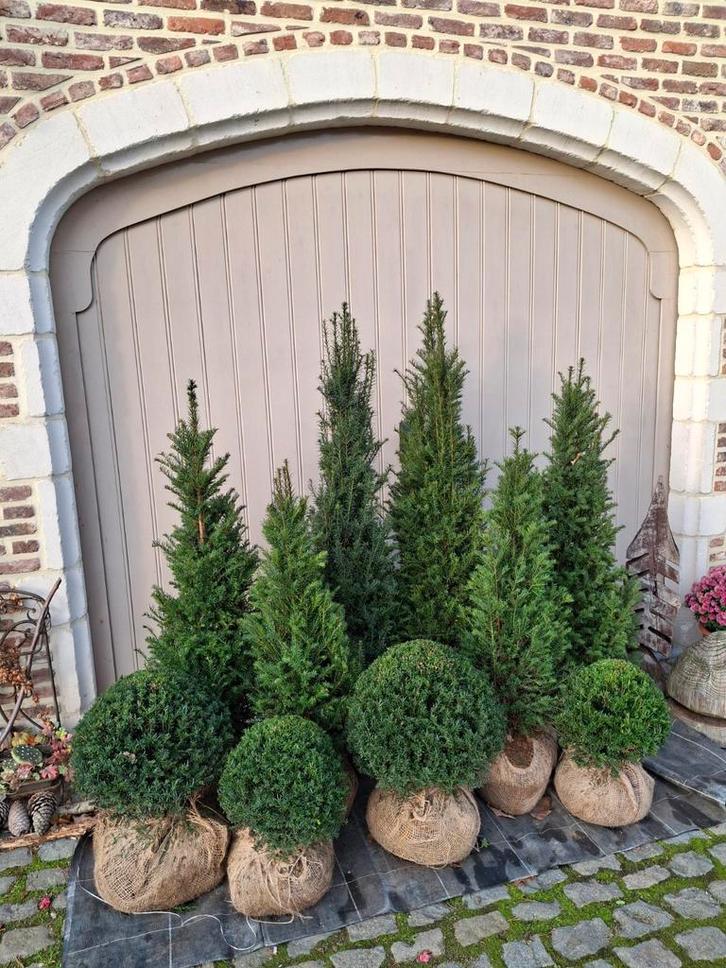 Verschillende haagplanten/bol taxus (zie beschrijving), Tuin en Terras, Planten | Struiken en Hagen, Haag, Taxus, 100 tot 250 cm