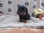 Teckel puppy black and tan, Dieren en Toebehoren, Parvo, België, Standaard, Reu