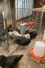 Jersey giant hanen, Dieren en Toebehoren, Pluimvee, Meerdere dieren, Kip