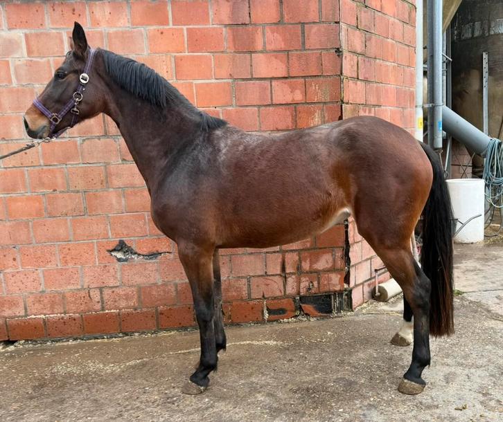 Springgefokte merrie evt TE RUIL, Dieren en Toebehoren, Paarden, Merrie, Zadelmak, 165 tot 170 cm, 3 tot 6 jaar, Springpaard, Met stamboom