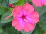 Belles graines rouges, Mirabilis Jalapa (Wonderflowers), Envoi