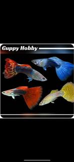 Guppy, Dieren en Toebehoren