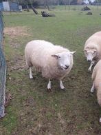 Mouton male, Mâle, Mouton