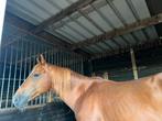 Hengst te koop 7jaar , is nog volledig groen , kent dekken, Dieren en Toebehoren, Paarden, Hengst