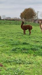 Alpaca hengst  donker bruin, Dieren en Toebehoren