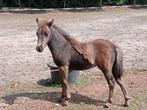 Shetland x Appaloosa hengst veulen 🩵, Dieren en Toebehoren, Paarden, Hengst, Gechipt, 0 tot 2 jaar