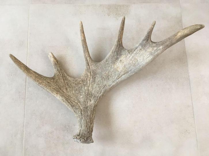 Groot enkel gewei van eland 60 cm, Verzamelen, Dierenverzamelingen, Gebruikt, Gewei of Kop, Hert, Ophalen of Verzenden