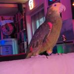 Amazone Dubbele Geelkop magna, Dieren en Toebehoren, Vogels | Parkieten en Papegaaien, Tam