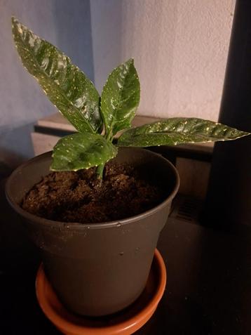 Aucuba japonica - broodboom - kopen of ruilen, Ophalen of Verzenden