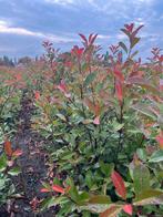 Phortinia red robin, Ophalen, Overige soorten, Haag, 100 tot 250 cm