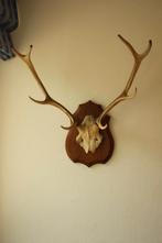 Taxidermie gewei hert 8-ender, Ophalen, Gebruikt, Hert