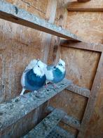 Mooie koppel hoogvlieger(20€ per stuk), Dieren en Toebehoren, Vogels | Duiven