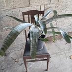 Kamerplant, Ophalen