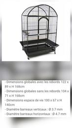 Caïque à tête orange EAM, Animaux & Accessoires, Oiseaux | Perruches & Perroquets, Mâle, Perroquet, Domestique