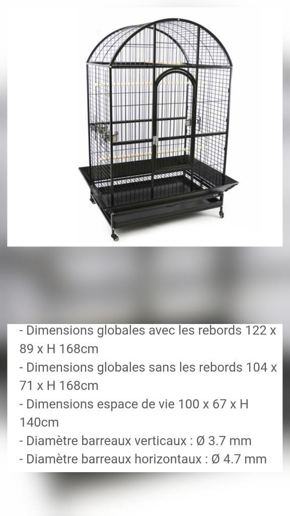 Caïque à tête orange EAM, Dieren en Toebehoren, Vogels | Parkieten en Papegaaien, Papegaai, Mannelijk, Tam, Geringd