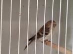 Witstuitbarmsijzen, Mannelijk, Wildzangvogel