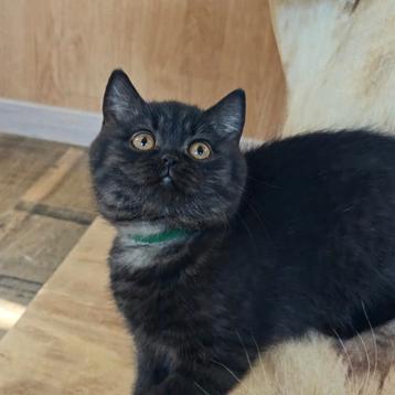 BLACK British shorthair op alles getest., Dieren en Toebehoren, Katten en Kittens | Raskatten | Korthaar, Meerdere dieren, Met stamboom