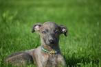 Whippet pups nieuw nestje, België, Whippet, 8 tot 15 weken, Meerdere