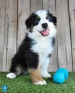 Australische herder pups / Aussi / Australian Shepherd puppy, Dieren en Toebehoren, België, CDV (hondenziekte), 8 tot 15 weken