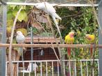 Princess, Dieren en Toebehoren, Vogels | Parkieten en Papegaaien, Mannelijk, Parkiet, Geringd