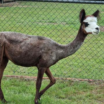 Alpaca merrie Rosé grey evt met haar hengstenveulen  beschikbaar voor biedingen