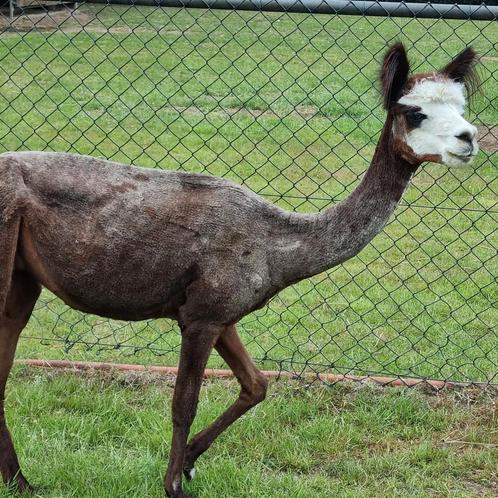 Alpaca merrie Rosé grey evt met haar hengstenveulen, Dieren en Toebehoren, Overige Dieren, Meerdere dieren, April