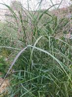 PANICUM fijn siergras, Tuin en Terras, Planten | Struiken en Hagen, Ophalen, Overige soorten, Struik, 100 tot 250 cm