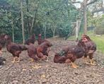 Hanen Rhode island red