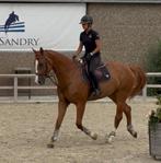 Très belle jument de 5 ans, Dieren en Toebehoren, Paarden, Merrie, Met stamboom, Zadelmak, 3 tot 6 jaar