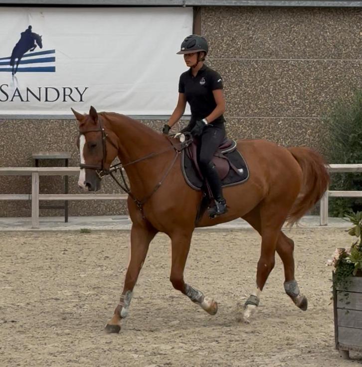 Très belle jument de 5 ans, Animaux & Accessoires, Chevaux, Jument, Débourré, 165 à 170 cm, 3 à 6 ans, Cheval de récréation, Avec pedigree
