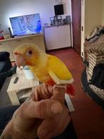 handtamme pyrrhura, Dieren en Toebehoren, Geslacht onbekend, Parkiet, Tam